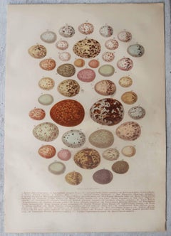 Set of 3 Original Antique Birds Egg Prints, C.1880.