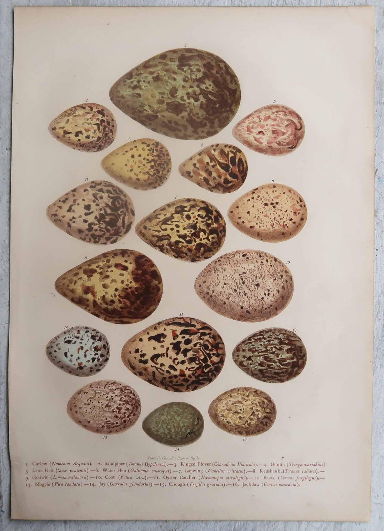 Satz von 3 originalen antiken Vogeleierdrucken, C.1880. (Englisch) im Angebot