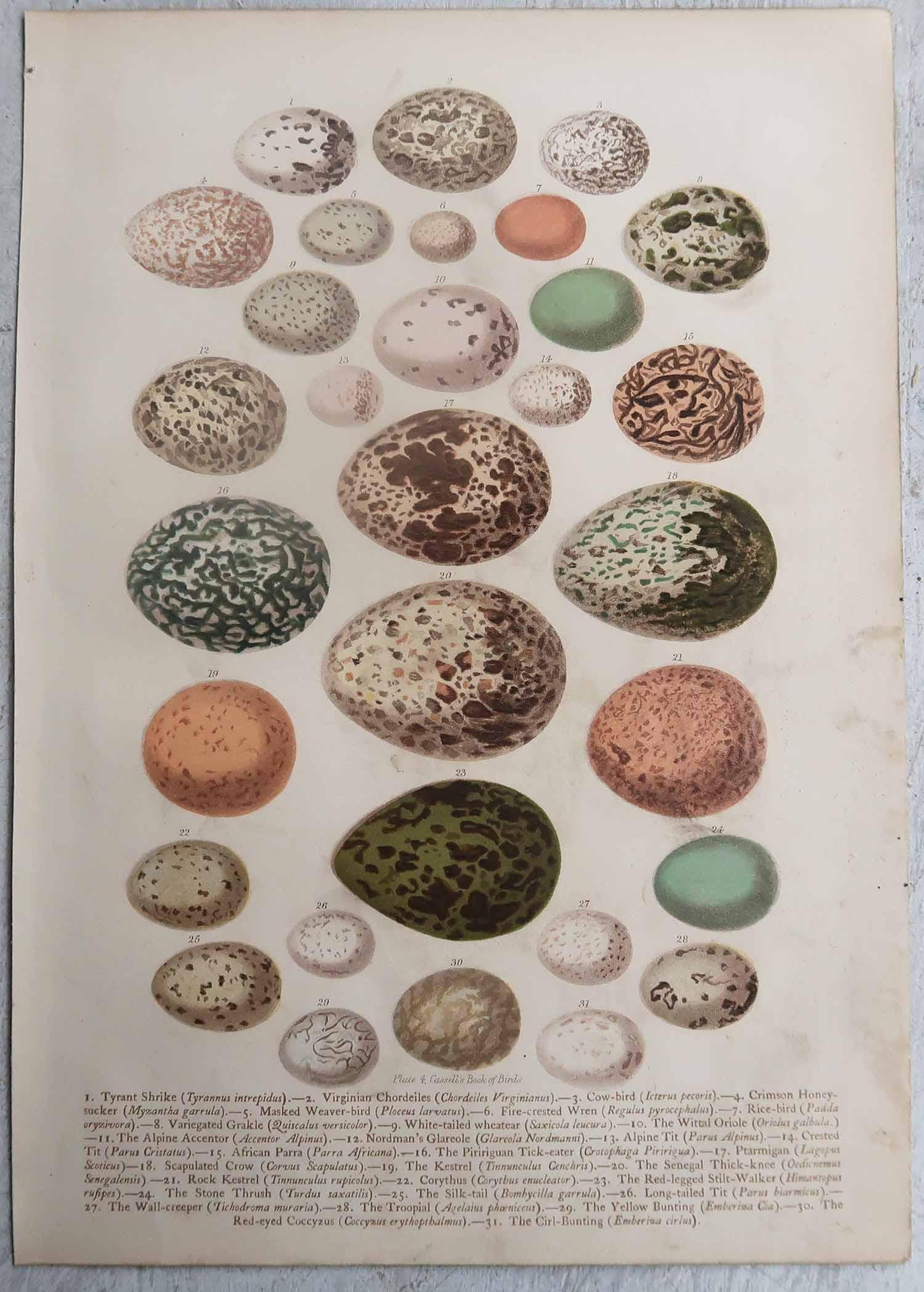 Satz von 3 originalen antiken Vogeleierdrucken, C.1880. (Sonstiges) im Angebot