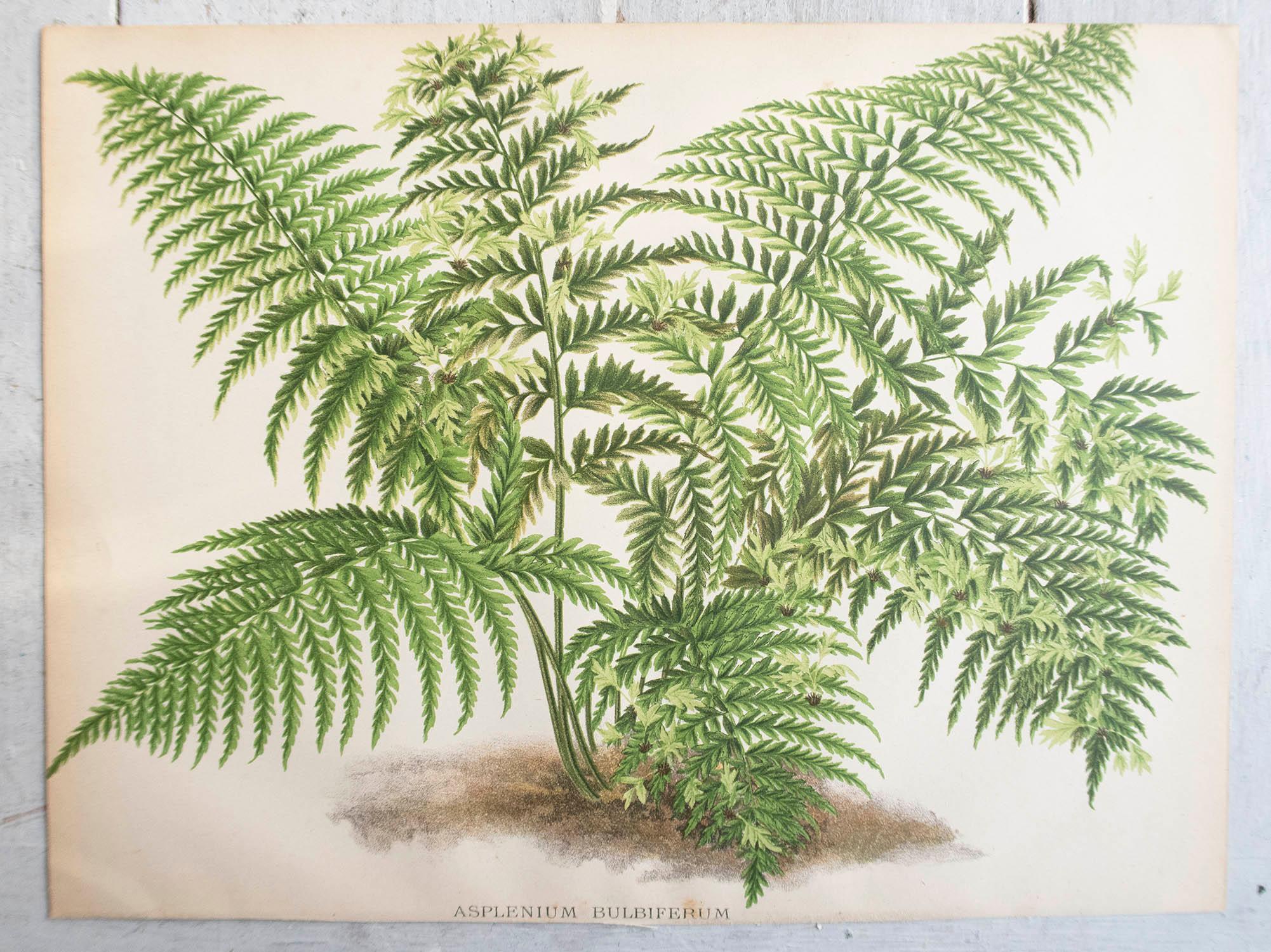 Wonderful set of 3 fern prints

Chromo-lithographs

Original color

Published, circa 1870

Unframed.

The measurement given is for one print.

Free shipping

