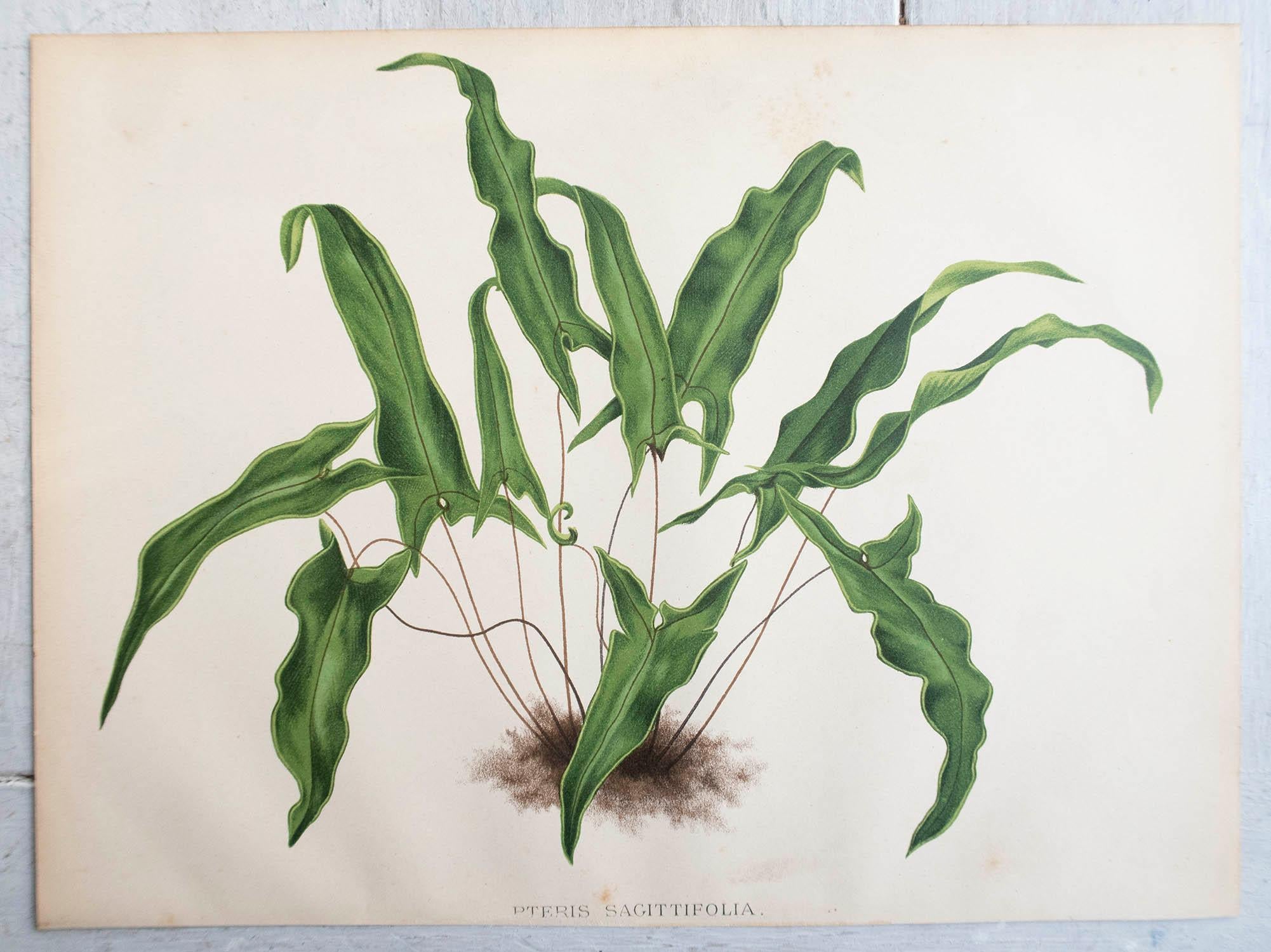 Early Victorian Set of 3 Original Antique Fern Prints, circa 1870