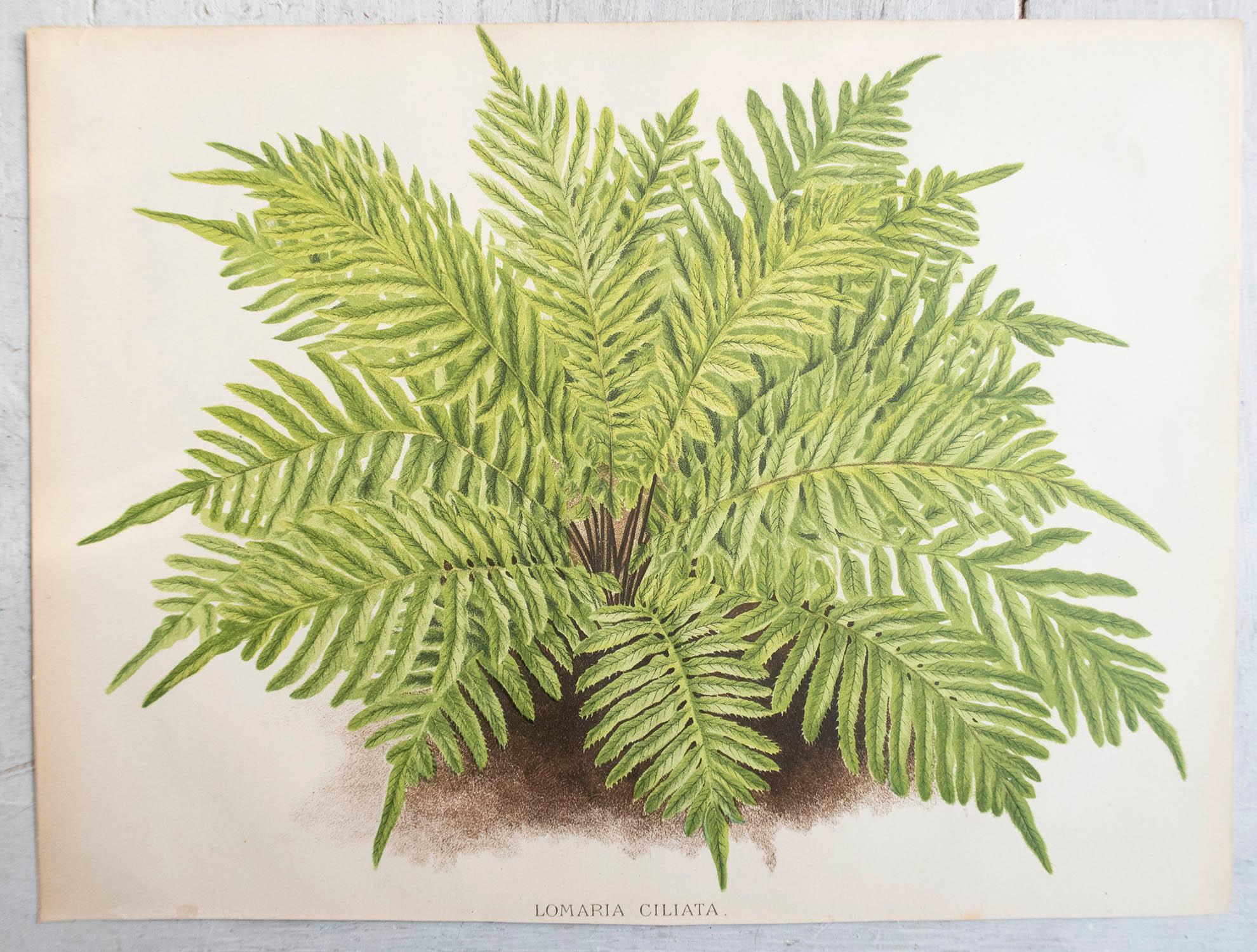 English Set of 3 Original Antique Fern Prints, circa 1870