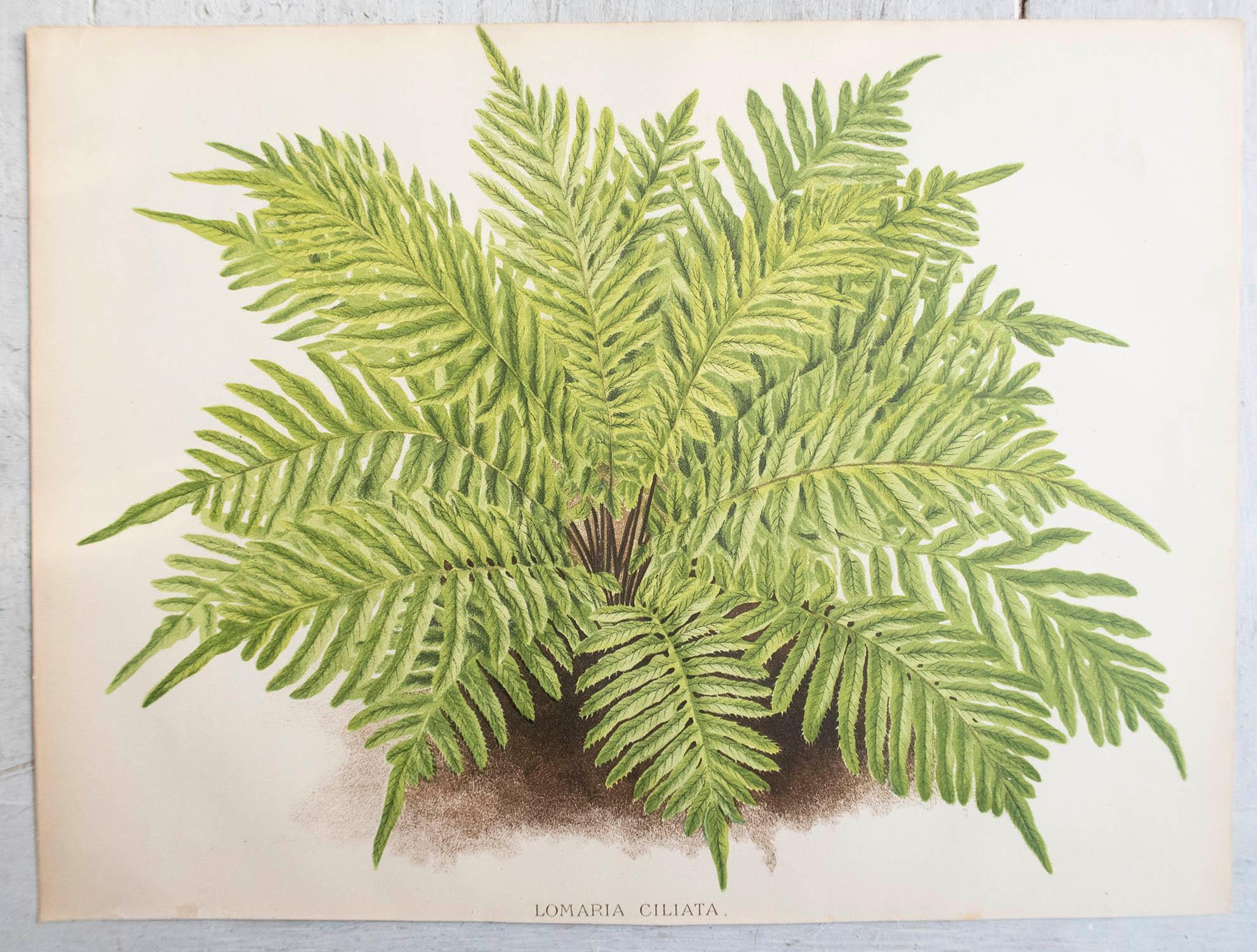 English Set of 3 Original Antique Fern Prints, circa 1870 For Sale