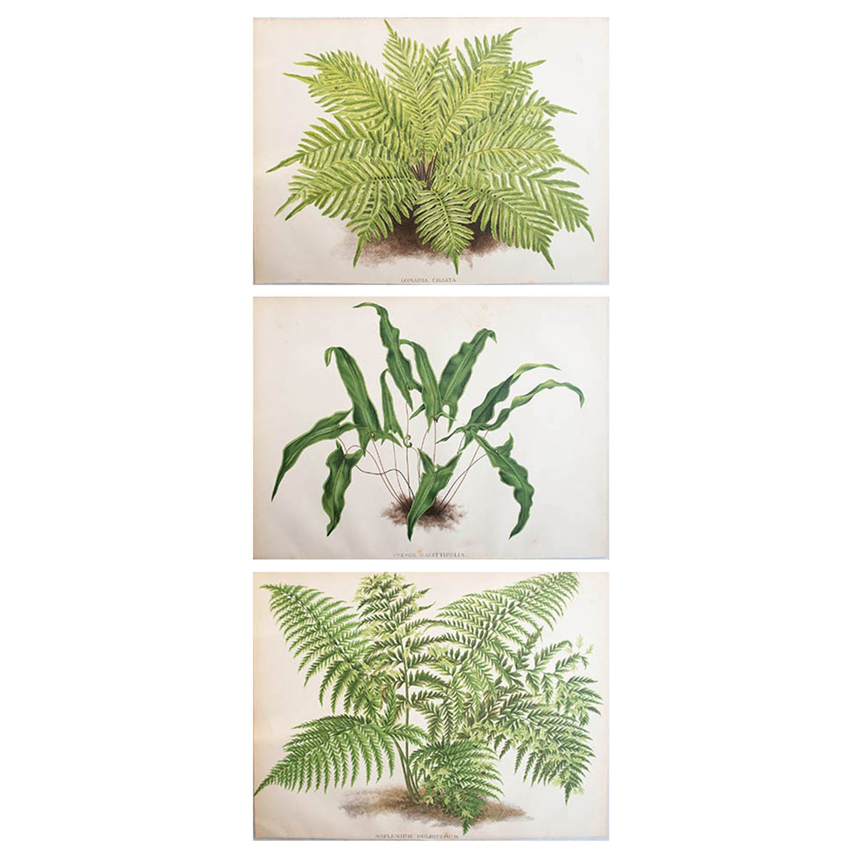 Set of 3 Original Antique Fern Prints, circa 1870
