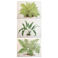 Set of 3 Original Antique Fern Prints, circa 1870