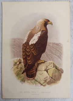 Set of 4 Original Antique Prints of Birds of Prey, C.1880.