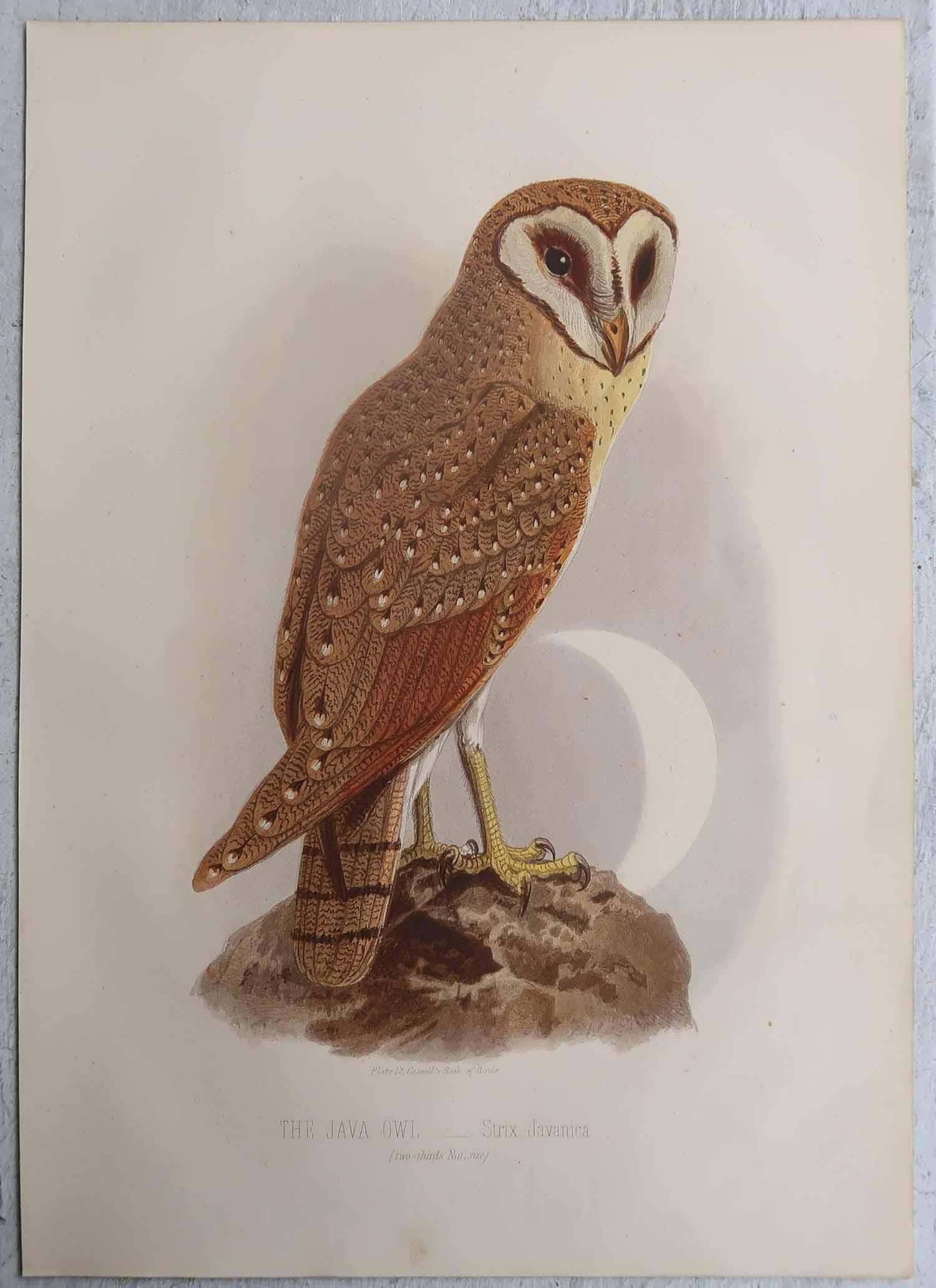 Inglese Set di 3 stampe antiche originali di uccelli rapaci, C.C. 1880. in vendita