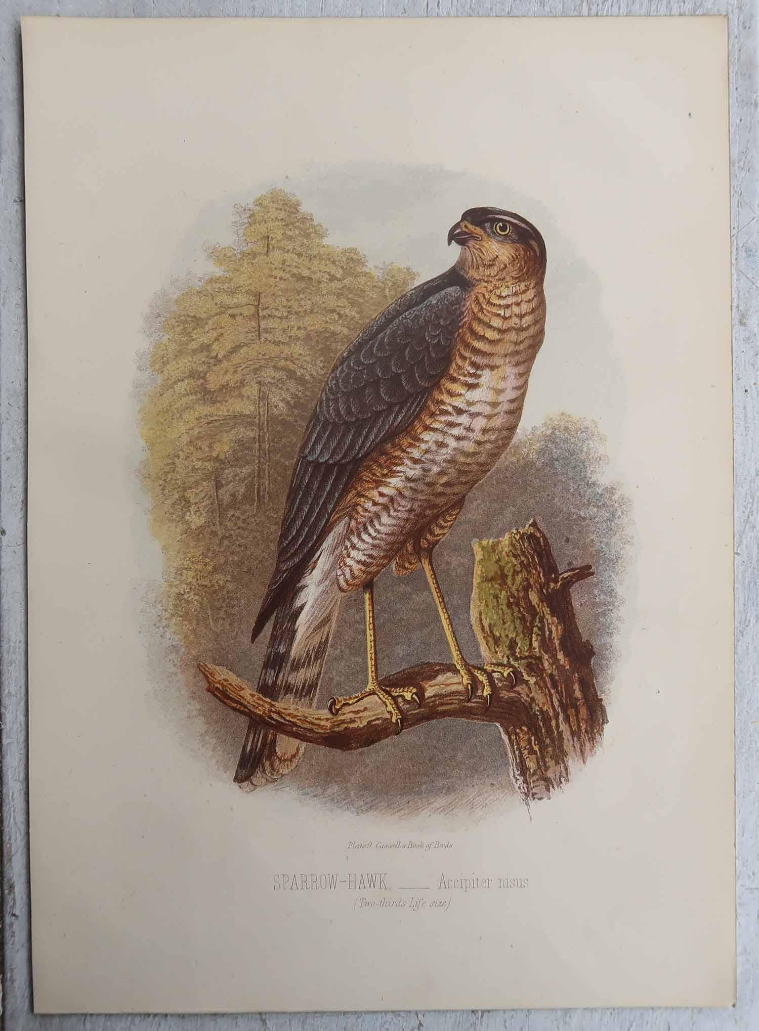 Altro Set di 3 stampe antiche originali di uccelli rapaci, C.C. 1880. in vendita