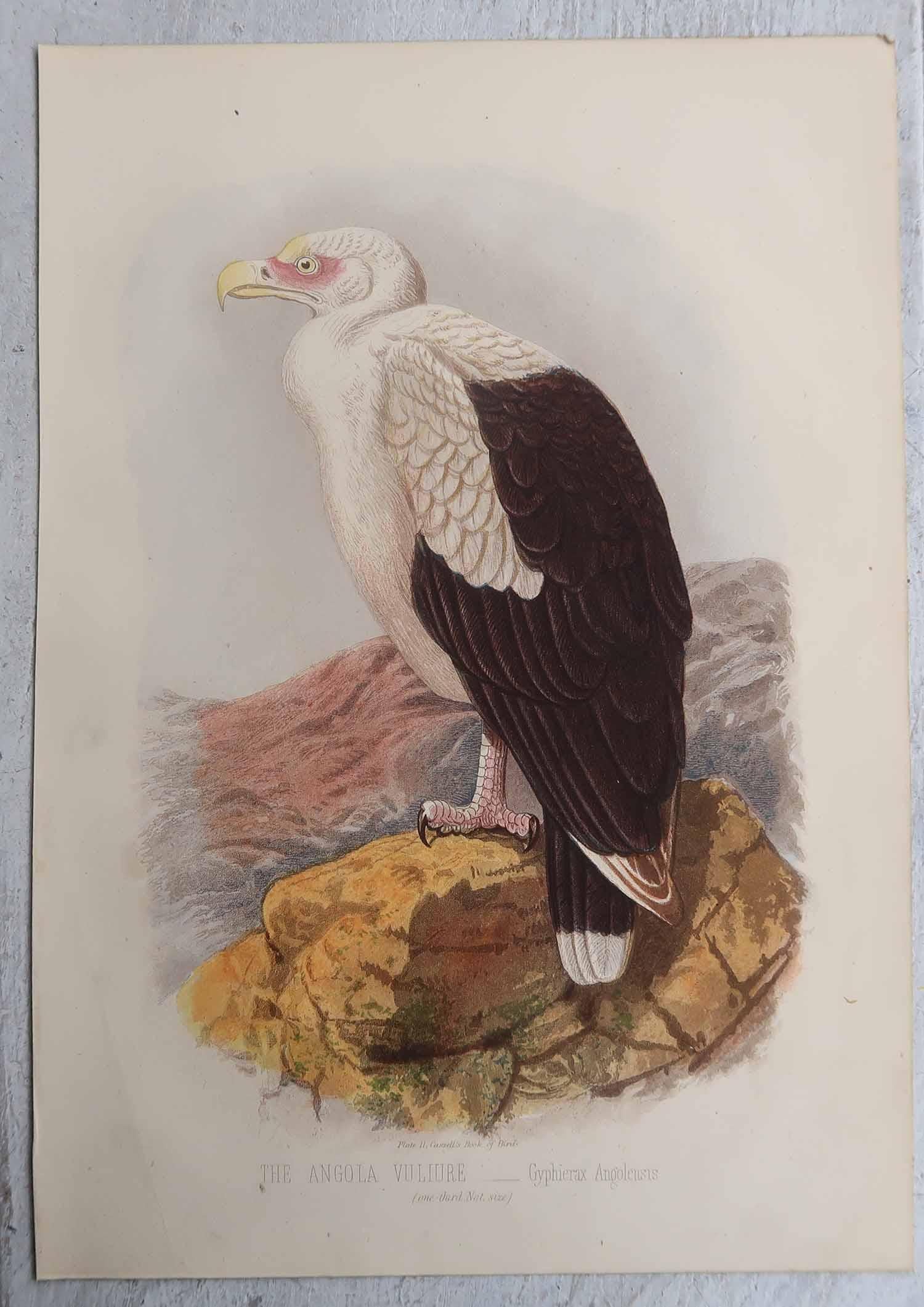 Set di 3 stampe antiche originali di uccelli rapaci, C.C. 1880. In condizioni buone in vendita a St Annes, Lancashire