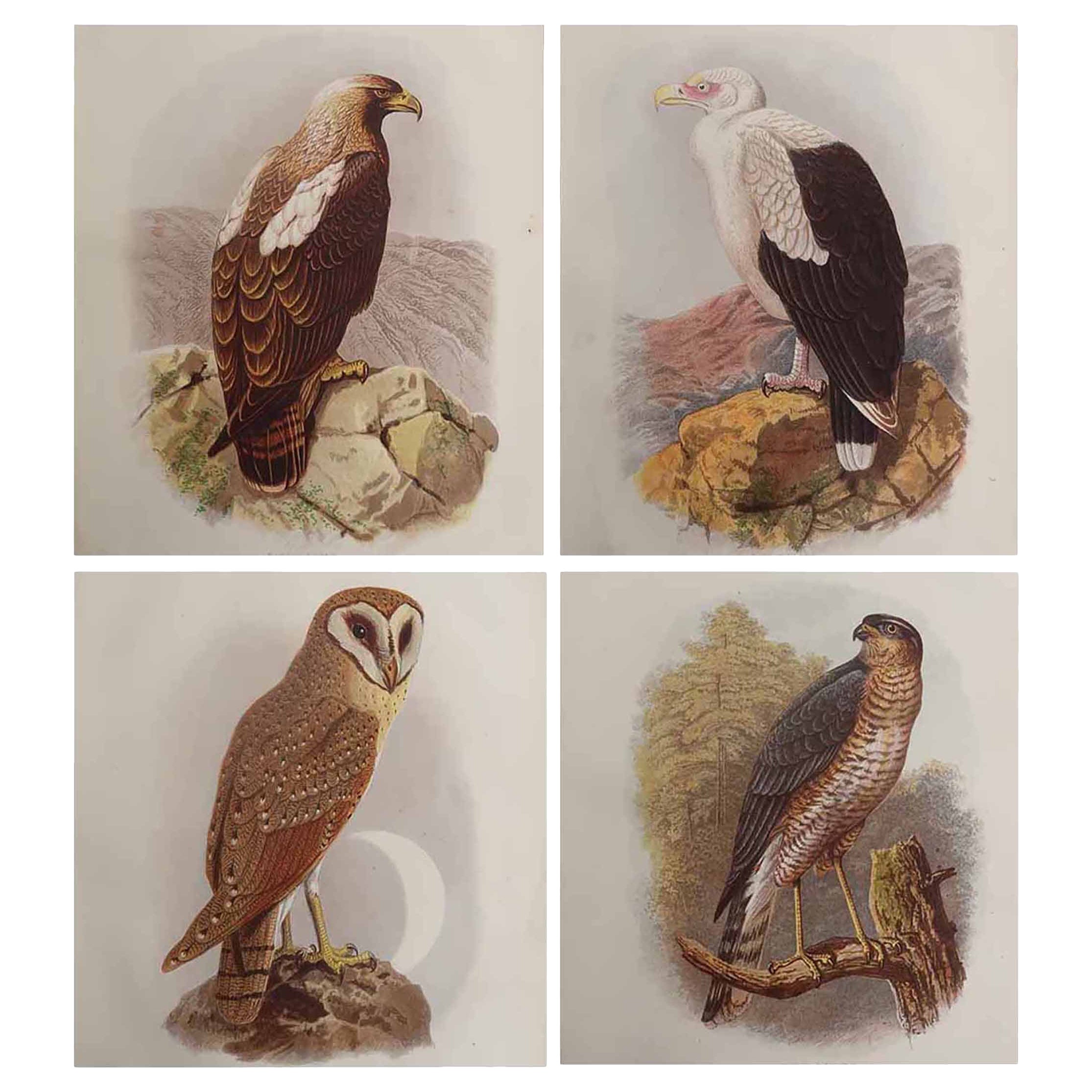 Ensemble de 3 estampes originales d
oiseaux de proie, A.I.C., C.1880.