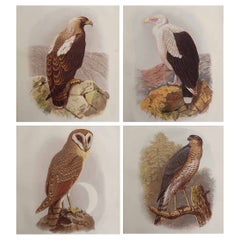 Set of 4 Original Antique Prints of Birds of Prey, C.1880. Set of 4 Original Antique Prints of Birds of Prey, C.1880.