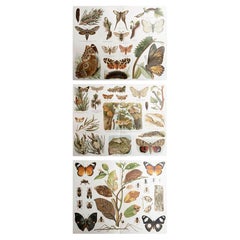 Set of 3 Original Antique Prints of Butterflies and Moths. C.1900