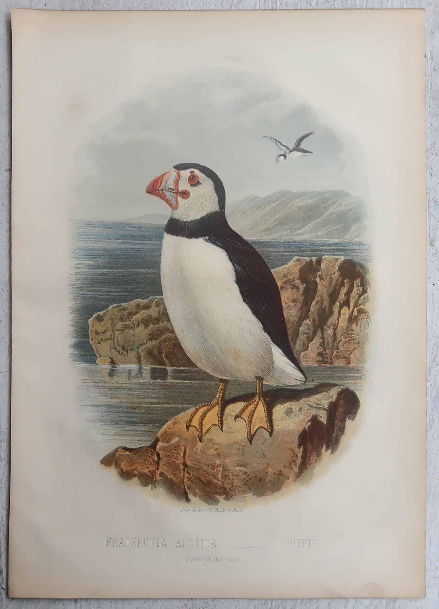 Wunderschöne Bilder von Seevögeln

Chromo-Lithographien

Veröffentlicht von Cassell, C.1880

Die angezeigte Messung bezieht sich auf einen der Drucke

Ungerahmt.

Kostenloser Versand



