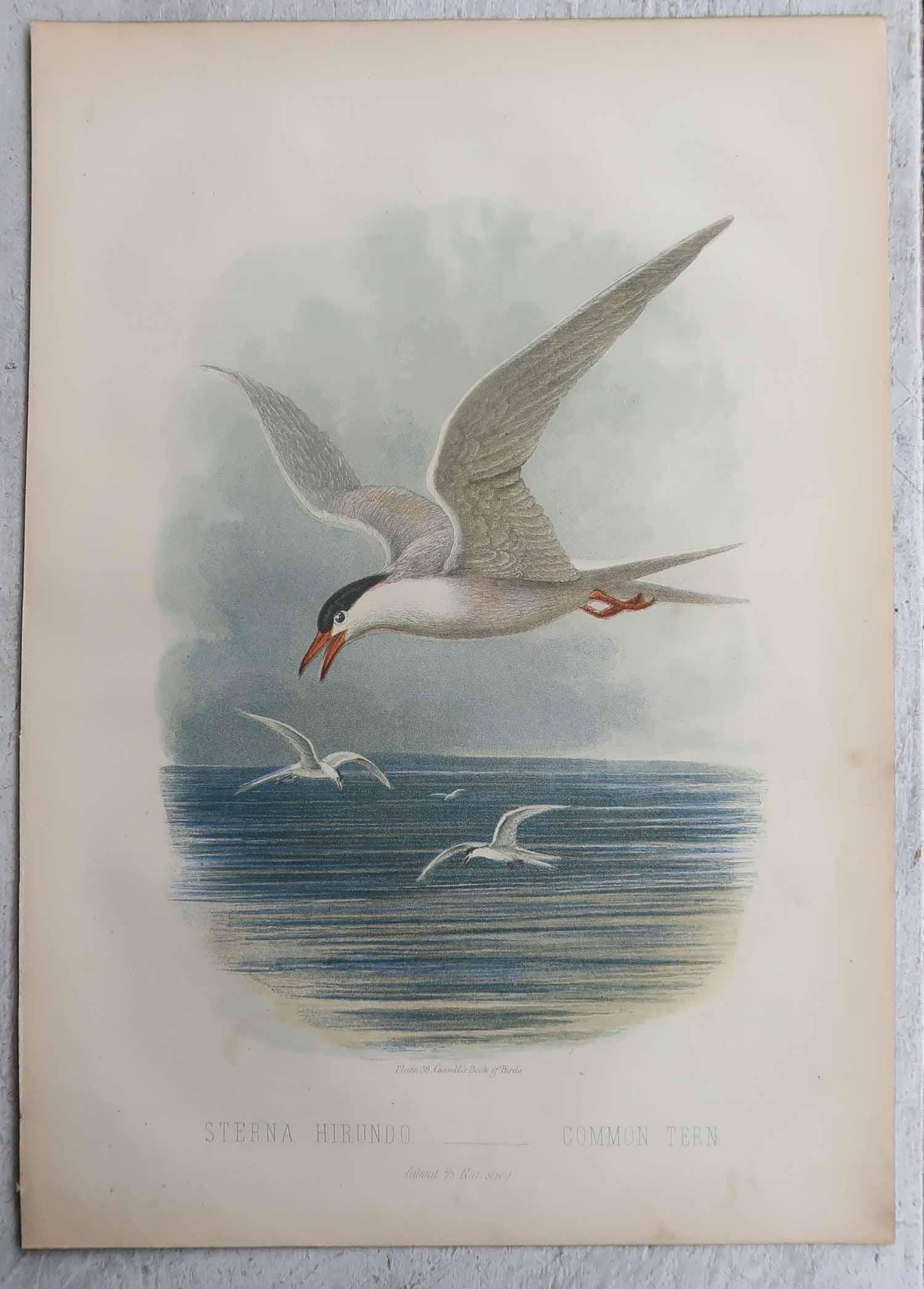 Satz von 3 originalen antiken Drucke von Seevögeln, C.1880. (Englisch) im Angebot