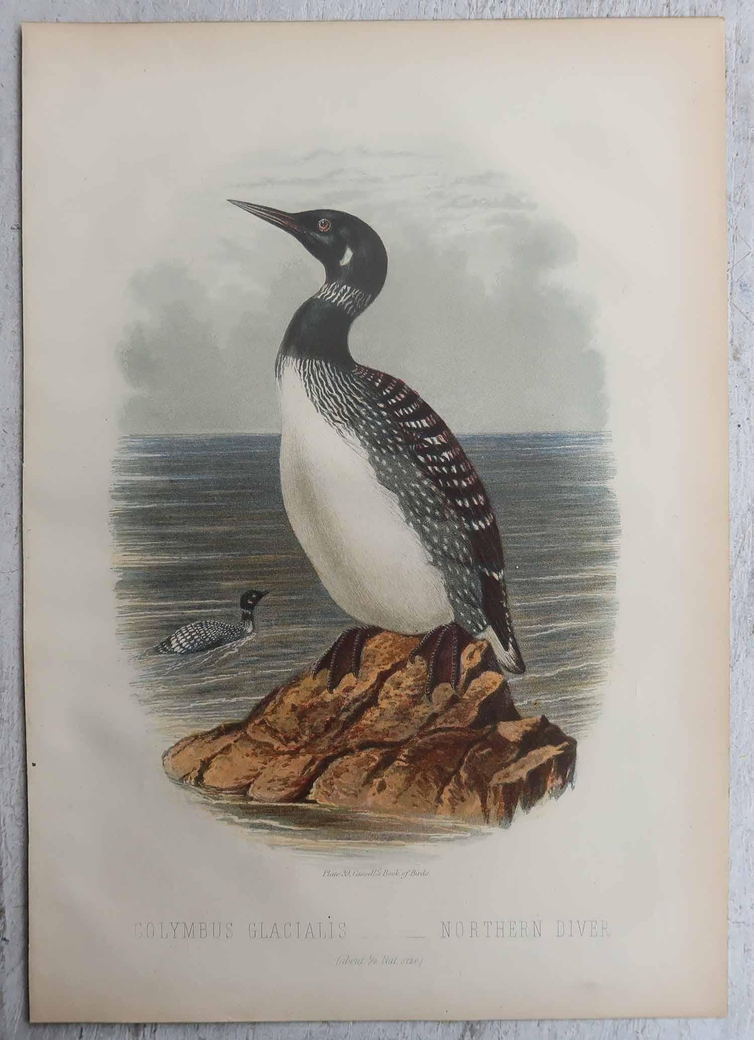 Satz von 3 originalen antiken Drucke von Seevögeln, C.1880. (Sonstiges) im Angebot