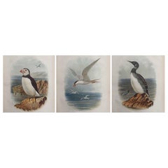 Set of 3 Original Antique Prints of Seabirds, C.1880.