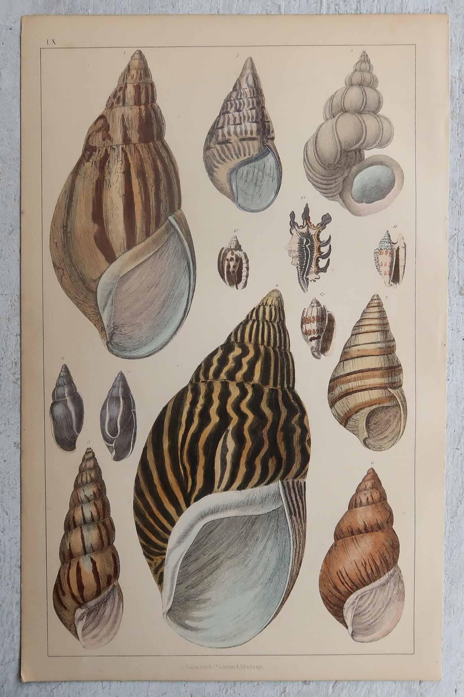 Superbes images de coquillages

Sans cadre. 

Lithographies d'après le capitaine Brown avec couleurs originales à la main.

Publié en 1847.

La mesure est pour 1 impression

Expédition gratuite







