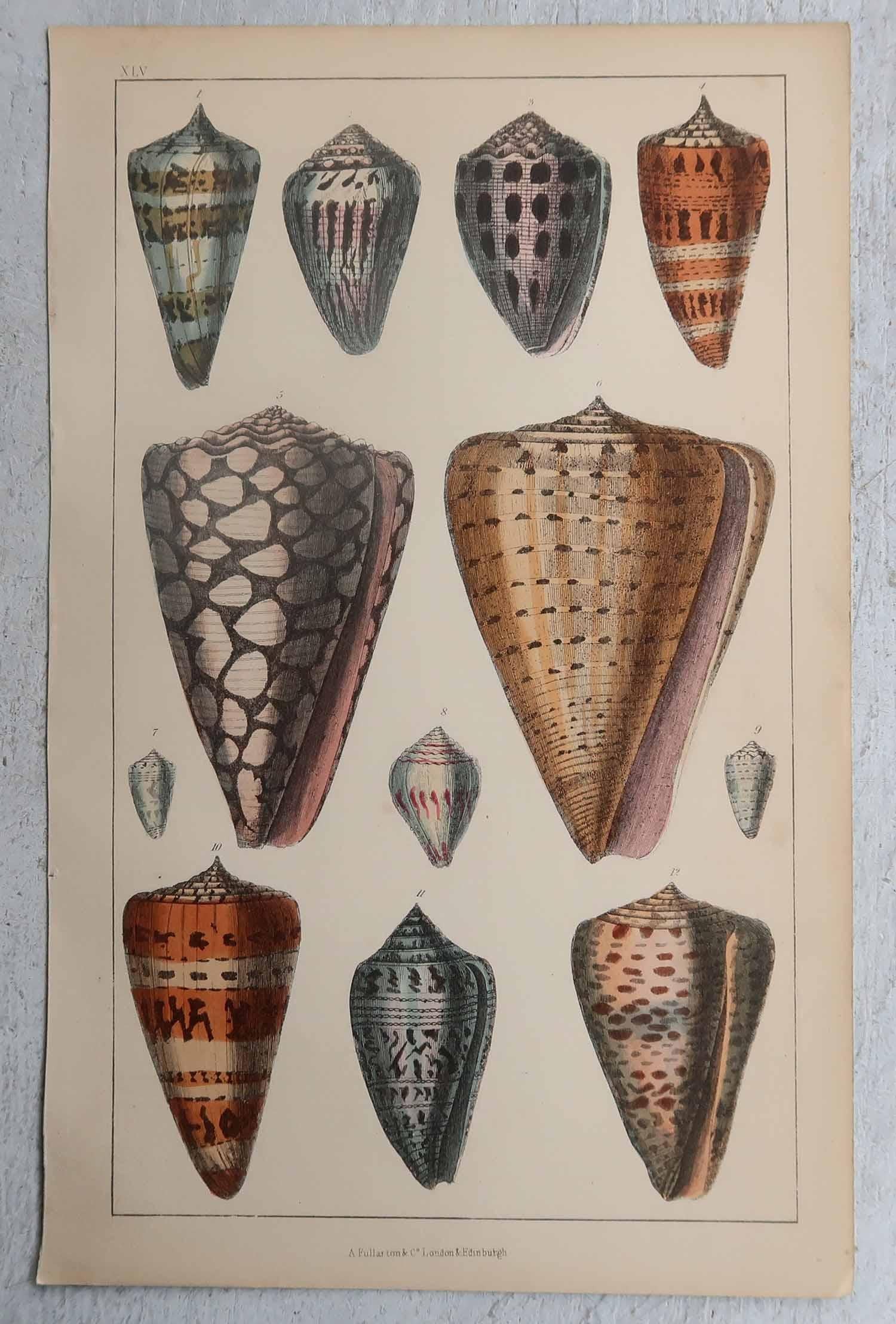 Artisanat Ensemble de 3 gravures anciennes originales de coquillages, 1847 en vente