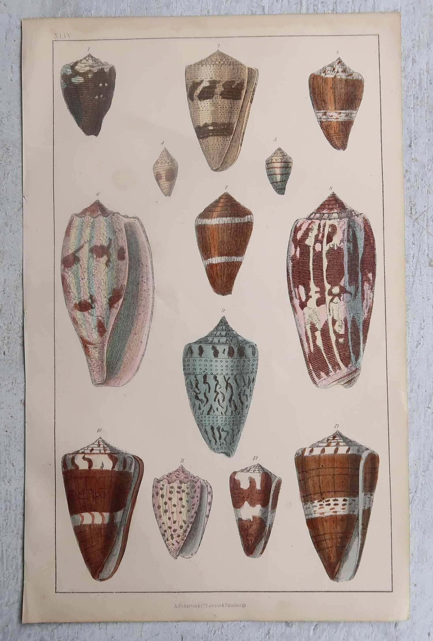 Anglais Ensemble de 3 gravures anciennes originales de coquillages, 1847 en vente