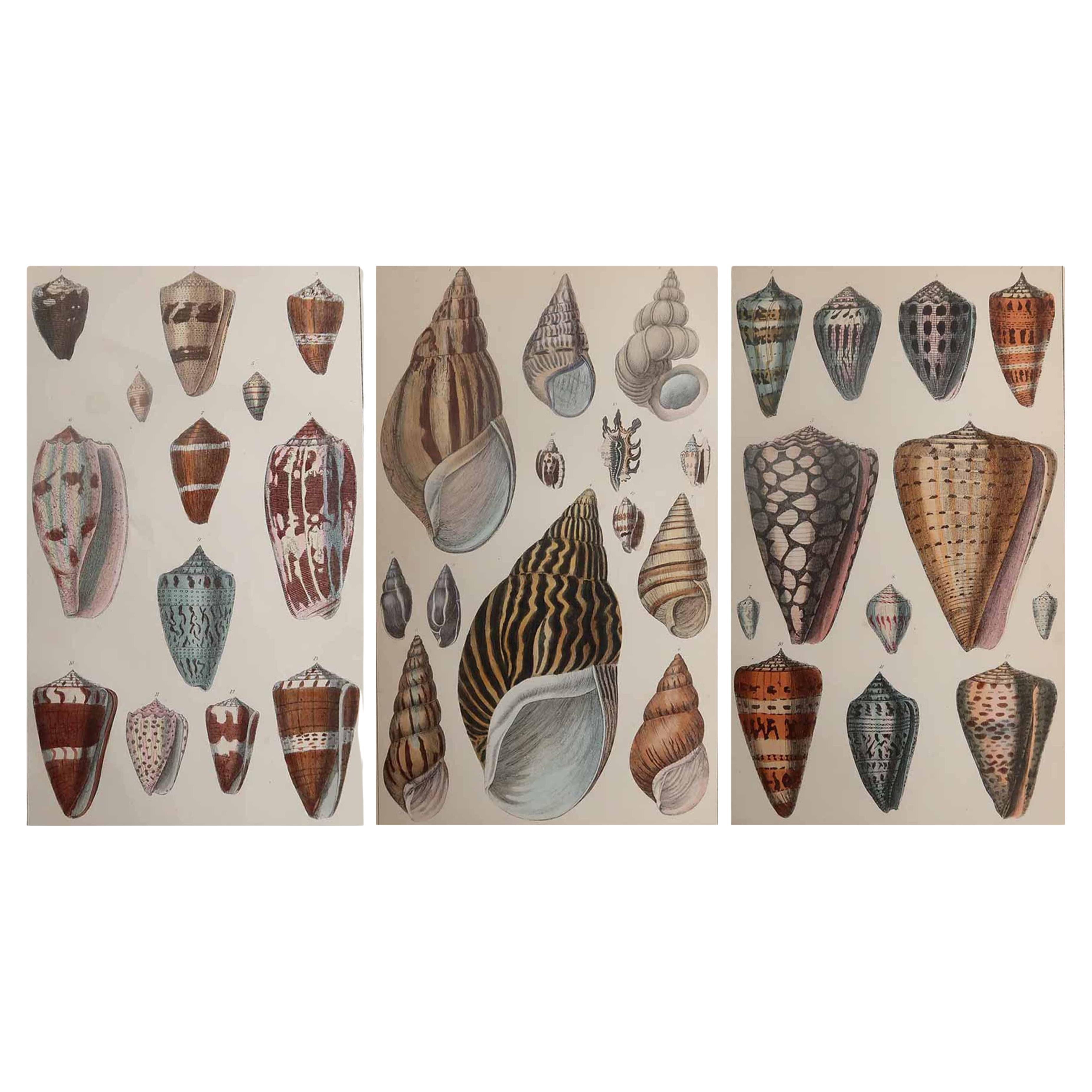 Satz von 3 antiken Originaldrucken von Muscheln, 1847