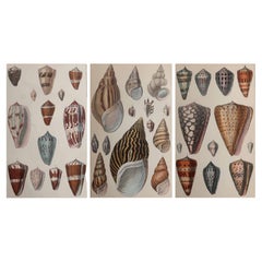 Set di 3 stampe antiche originali di conchiglie, 1847