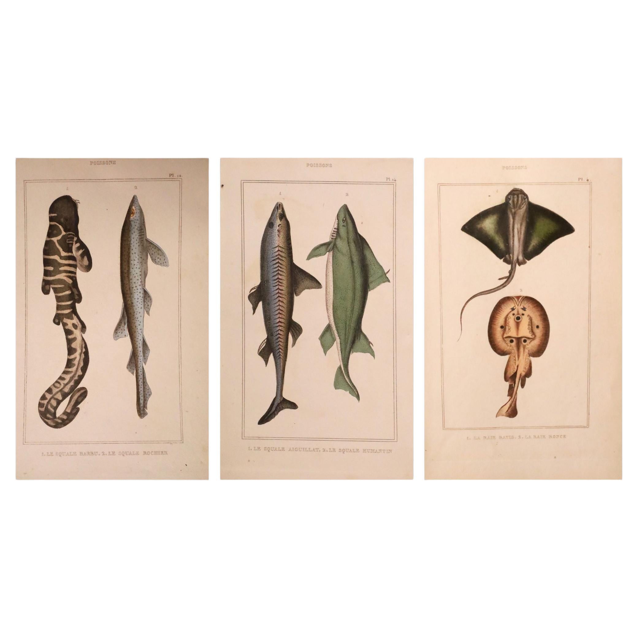 Set di 3 stampe originali di pesci antichi colorati a mano - Cuvier & Lacépède, 1836