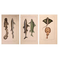 Set of 3 Original Hand-Colored Antique Fish Prints – Cuvier & Lacépède, 1836