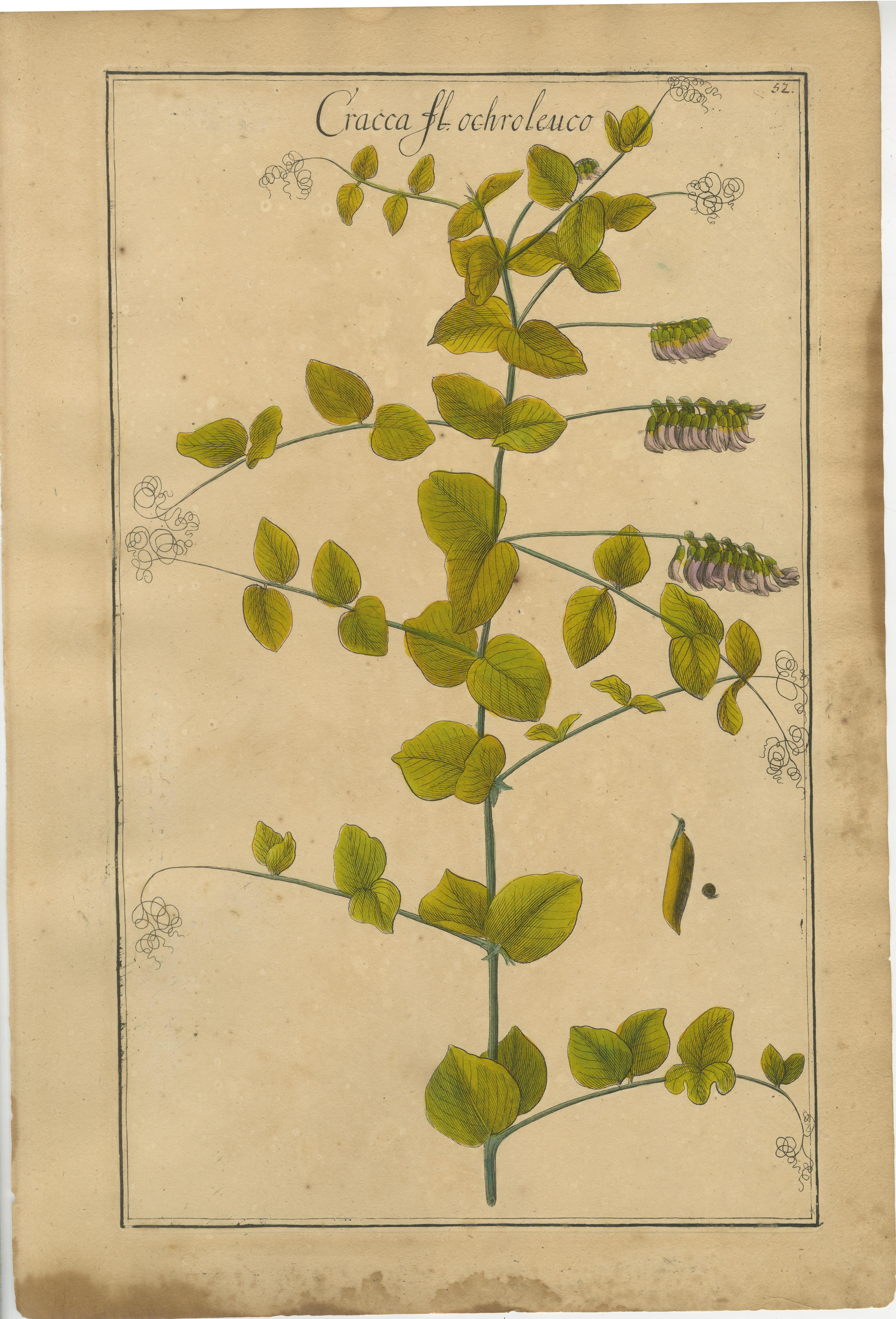Rivinus botanicals : Cracca, Lotus lybica & Foenugracum, Leipzig, 1690s

Ensemble de trois gravures botaniques sur cuivre de la fin du XVIIe siècle ou du début du XVIIIe siècle, coloriées à la main à l'époque, attribuées à Augustus Quirinus Rivinus