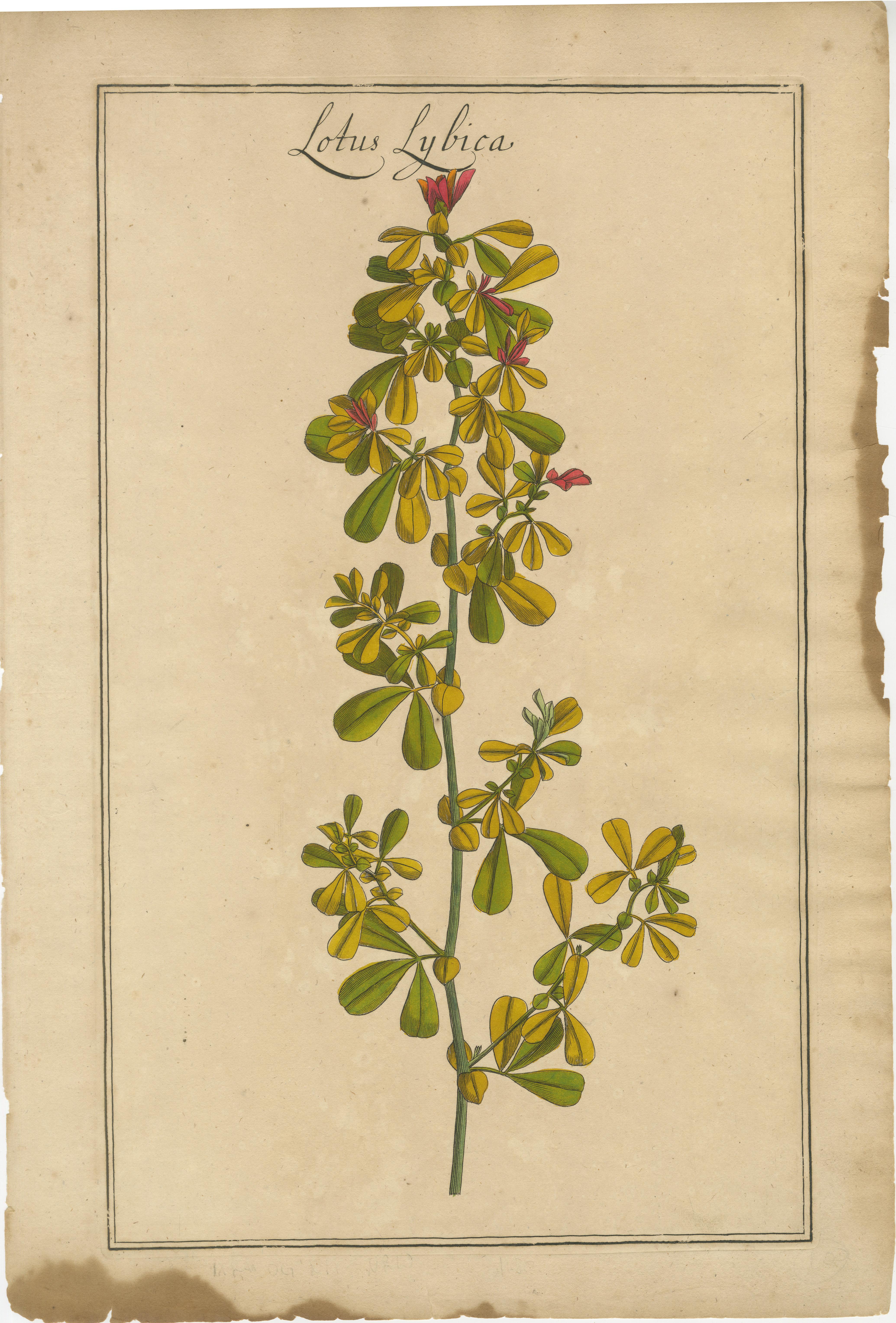 Allemand Ensemble de 3 rares gravures botaniques - Cracca, Lotus et Foenugracum, vers 1690 en vente