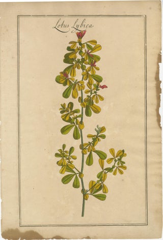 Set of 3 Rare Botanical Engravings, Cracca, Lotus & Foenugracum, ca.1690, view 3