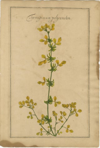 Set of 3 Rare Botanical Engravings, Cracca, Lotus & Foenugracum, ca.1690, view 4