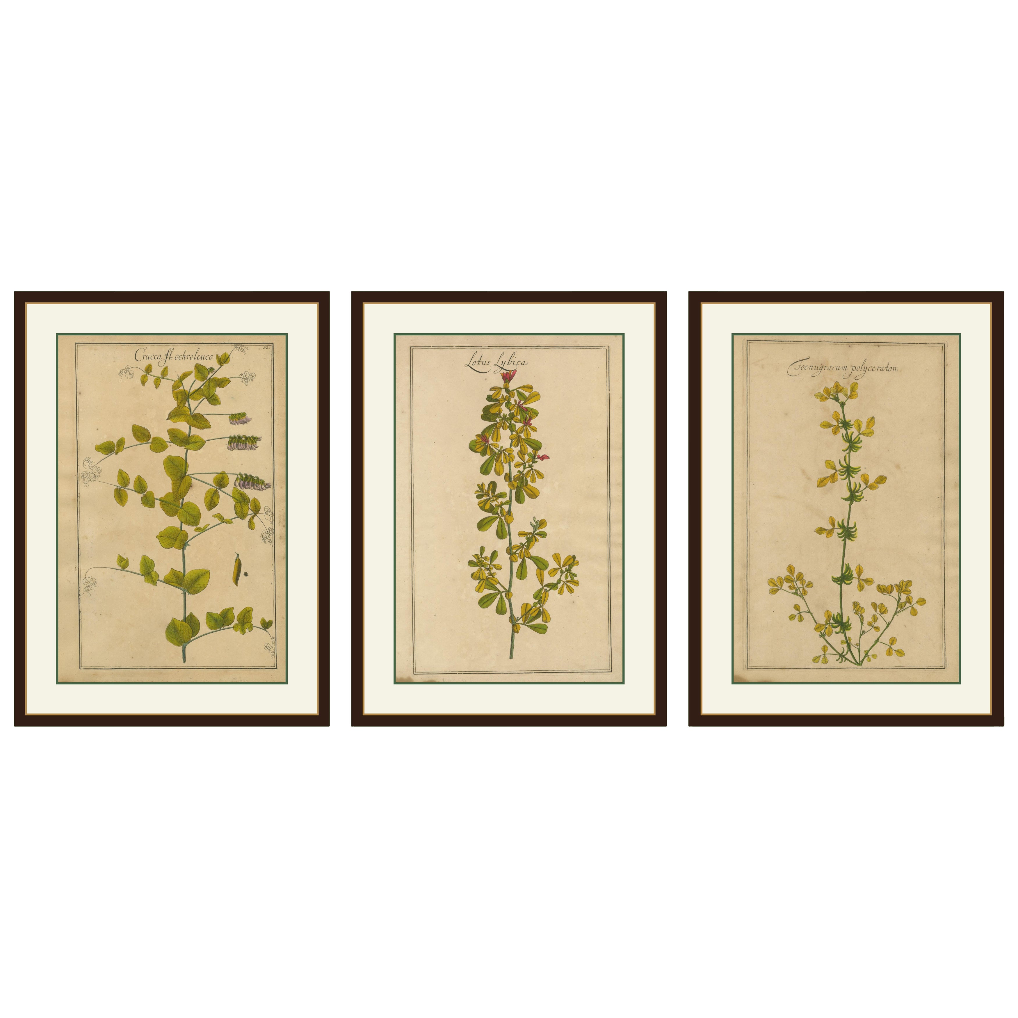 Set di 3 rare incisioni botaniche - Cracca, Lotus e Foenugracum, 1690 ca.
