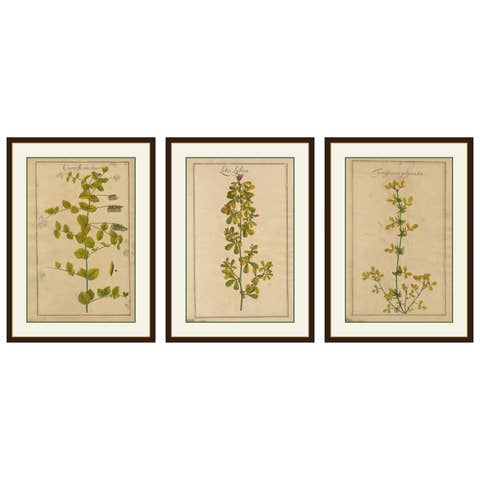 Set of 3 Rare Botanical Engravings – Cracca, Lotus & Foenugracum, ca.1690