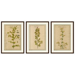 Set di 3 rare incisioni botaniche - Cracca, Lotus e Foenugracum, 1690 ca.