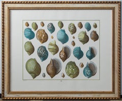 Set of 3 Sea Life Prints