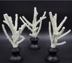 Set of 3 Staghorn Coral Pieces Mounted on Carved And Lacquered Bases