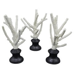Set of 3 Staghorn Coral Pieces Mounted on Carved And Lacquered Bases