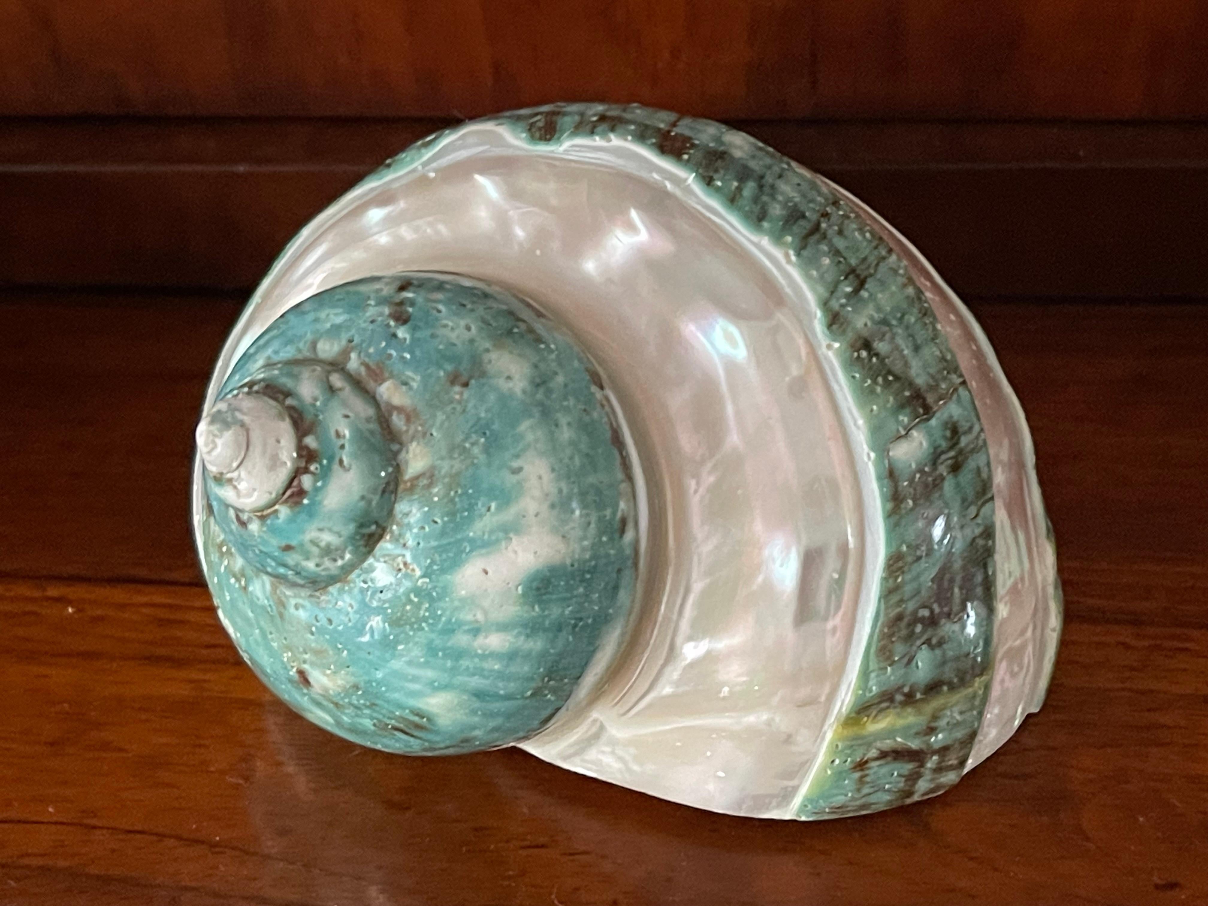 Organic Modern Set of 3 Turbo Sea Shells For Sale