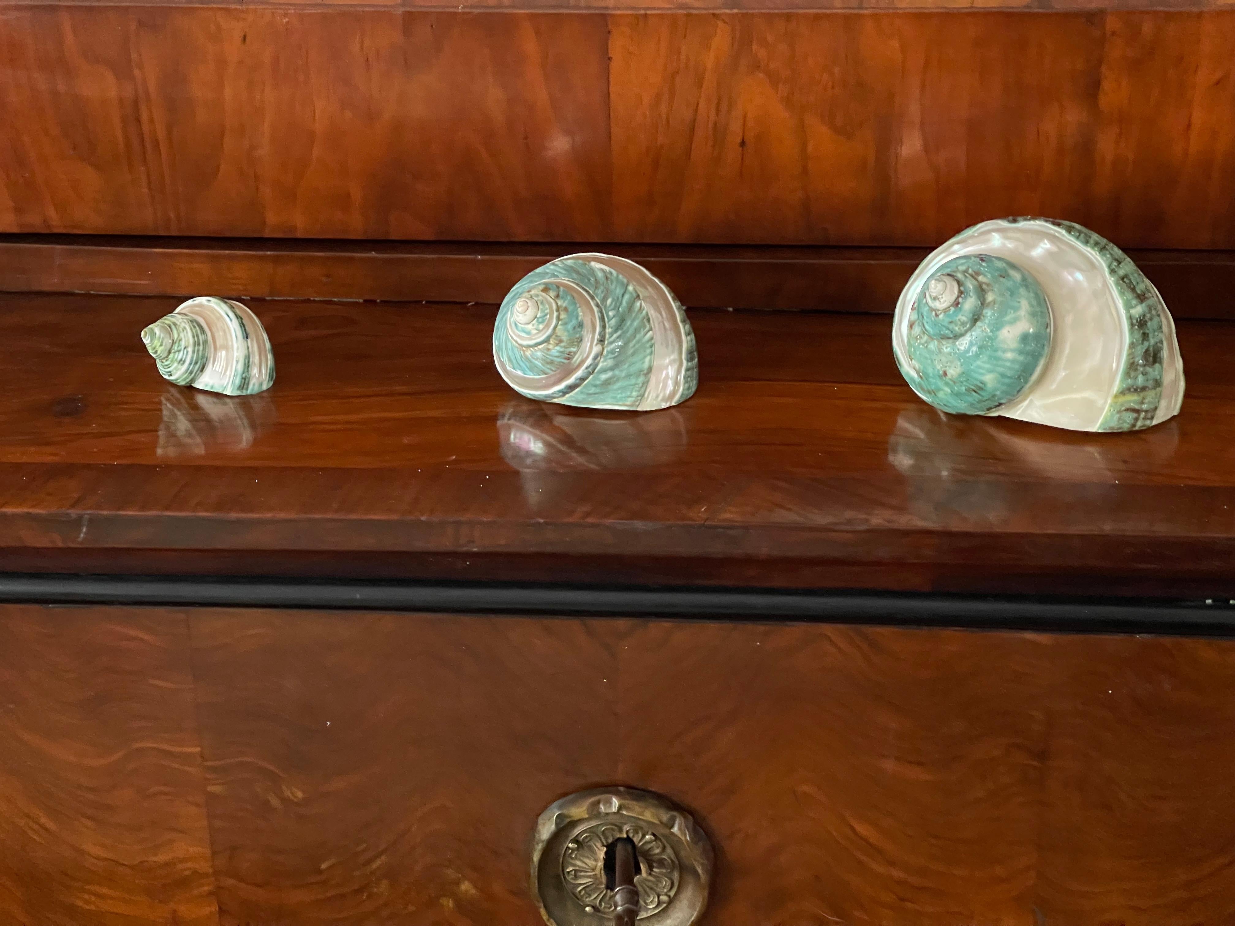 American Set of 3 Turbo Sea Shells For Sale