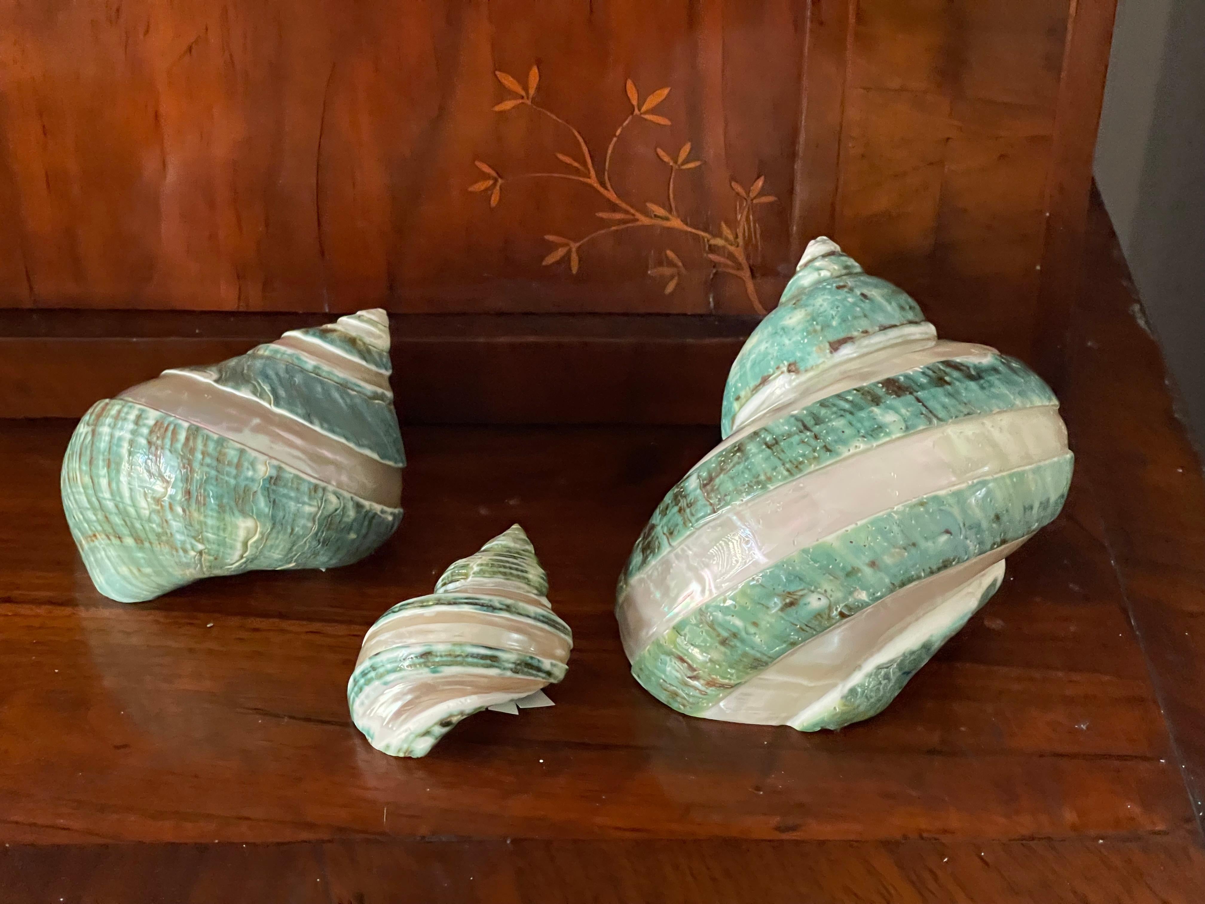 Set of 3 Turbo Sea Shells In Good Condition For Sale In Boca Raton, FL
