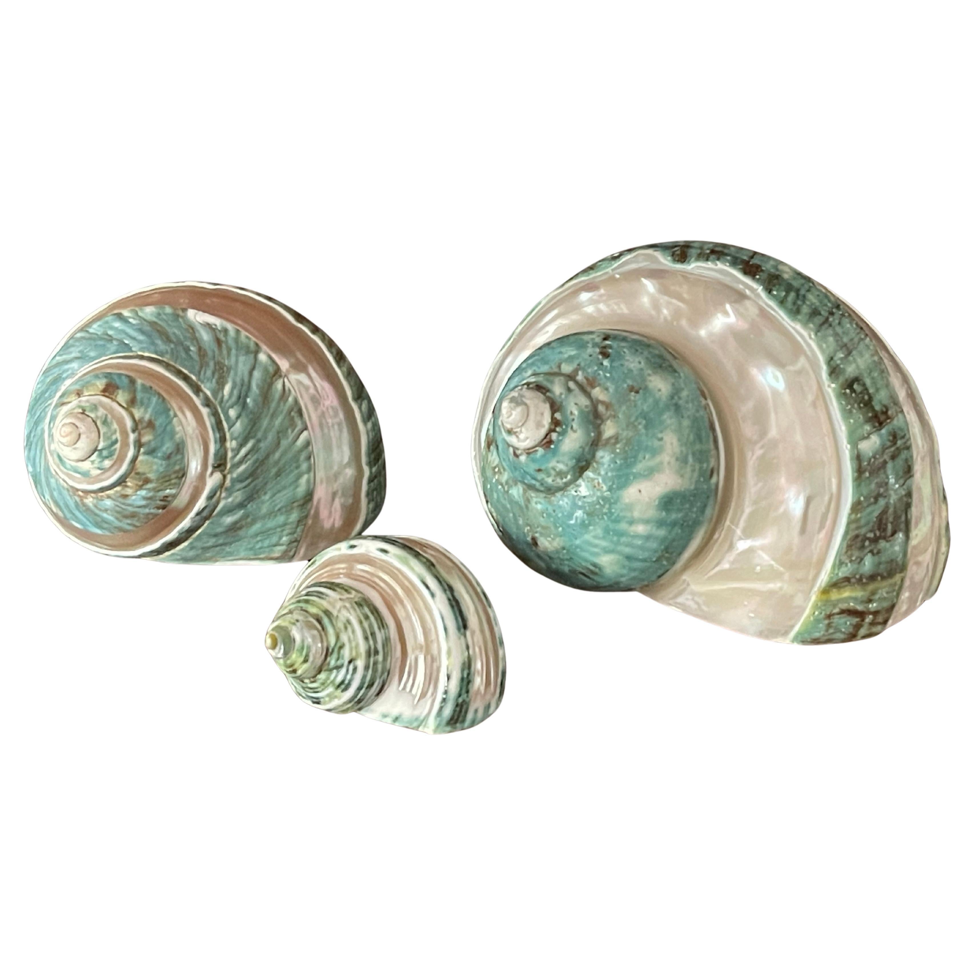 Set of 3 Turbo Sea Shells
