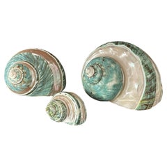 Ensemble de 3 coquillages Turbo