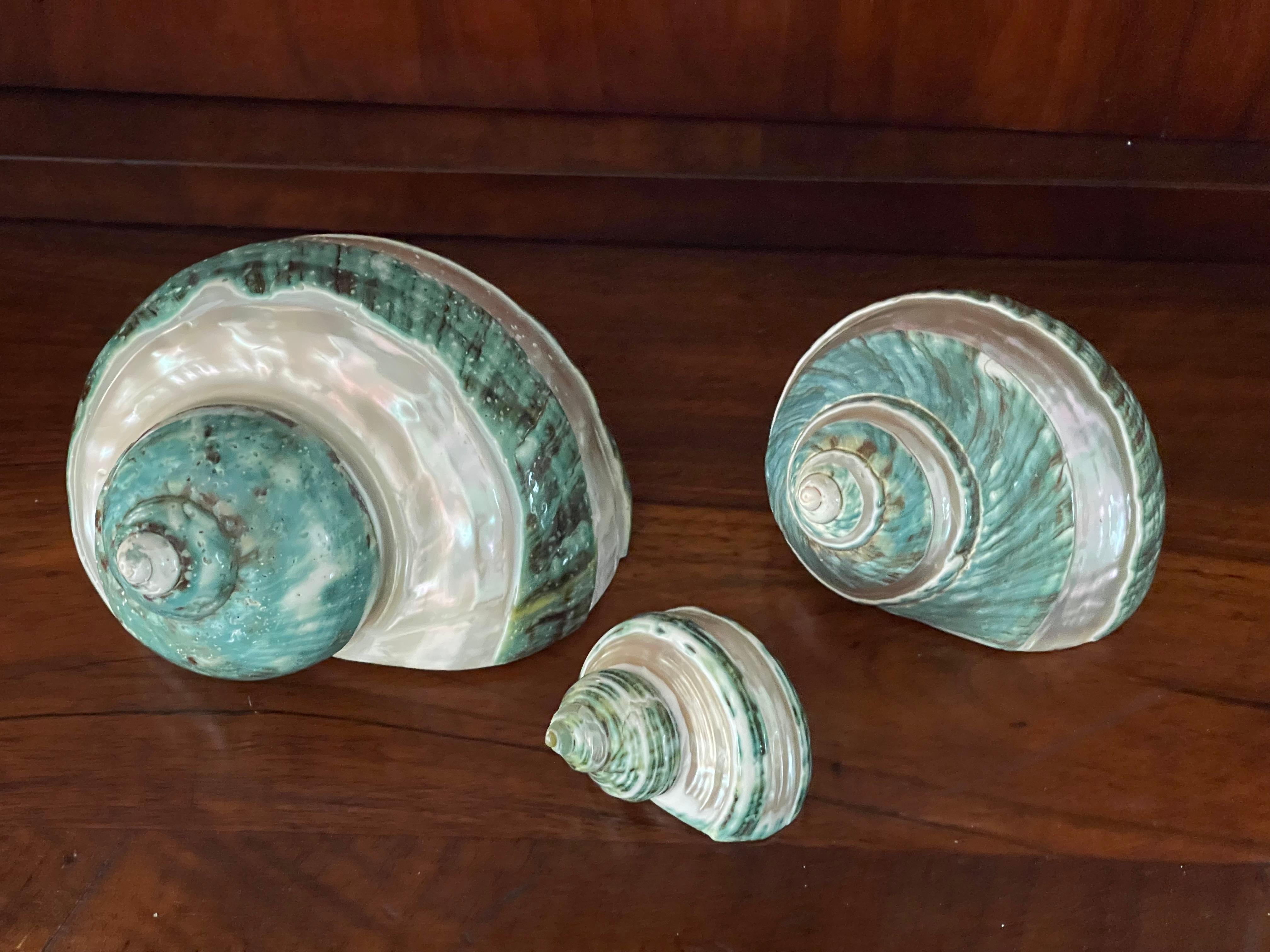Set if 3 organic modern turbo sea shells, half polished so the pearl layer can be appreciated.
