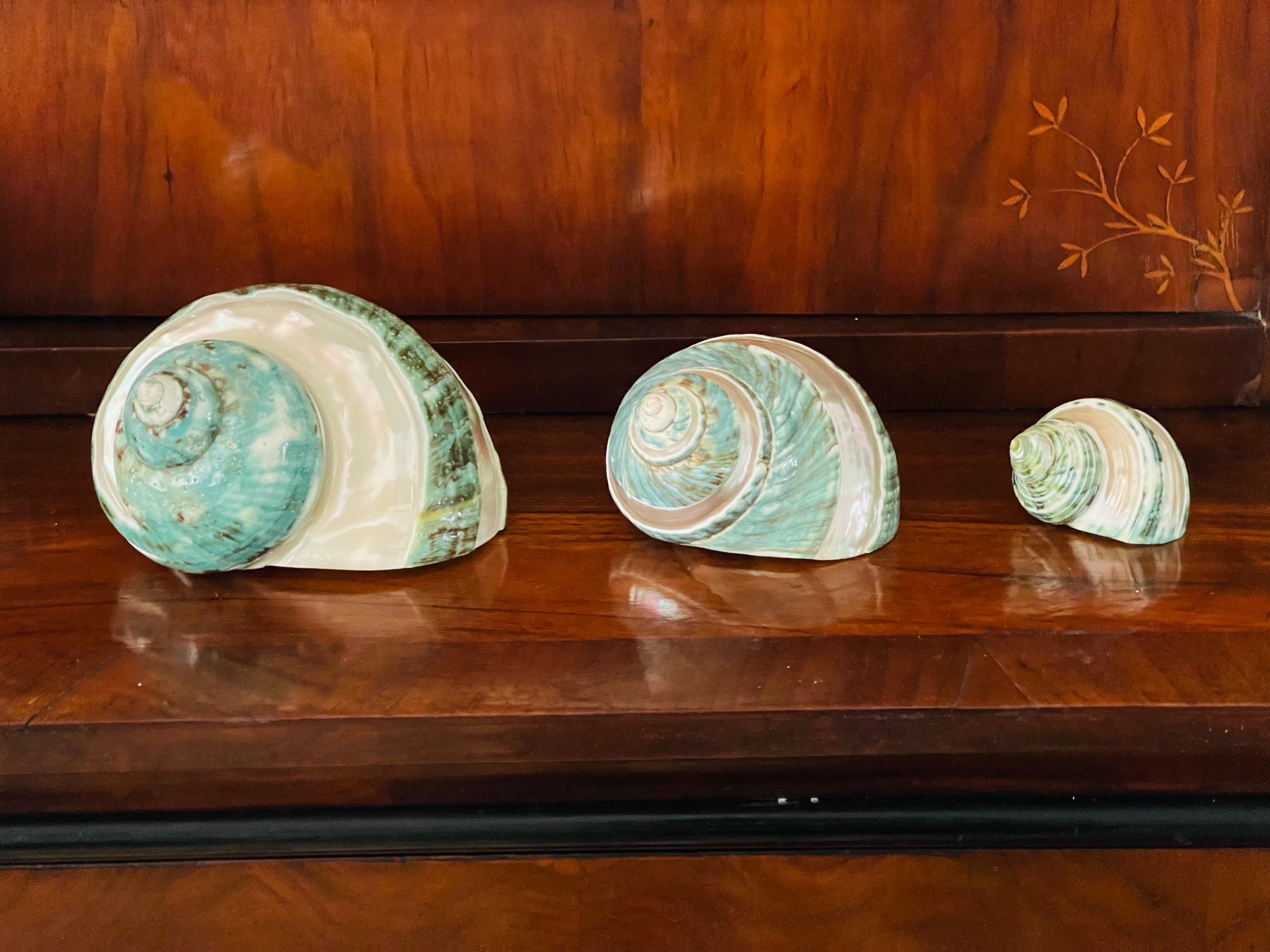Organic Modern Set of 3 Turbo Sea Shells Mother of Pearl For Sale