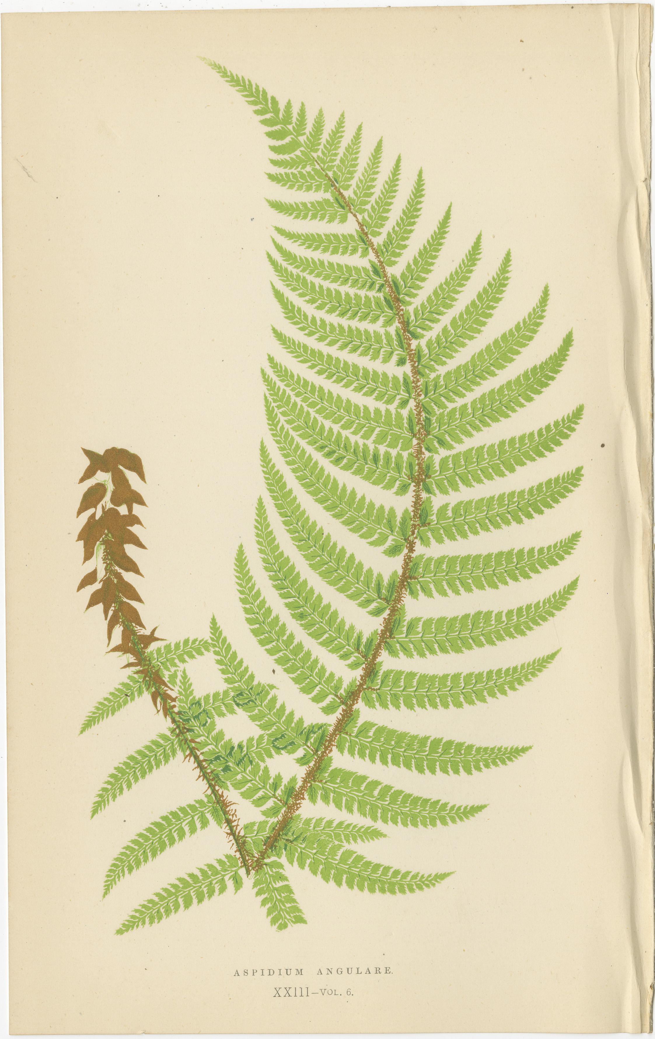 Set of 3 Vibrant Antique Fern Botanical Prints by E.J. Lowe, Hand-Colored, 1868 In Good Condition For Sale In Langweer, NL