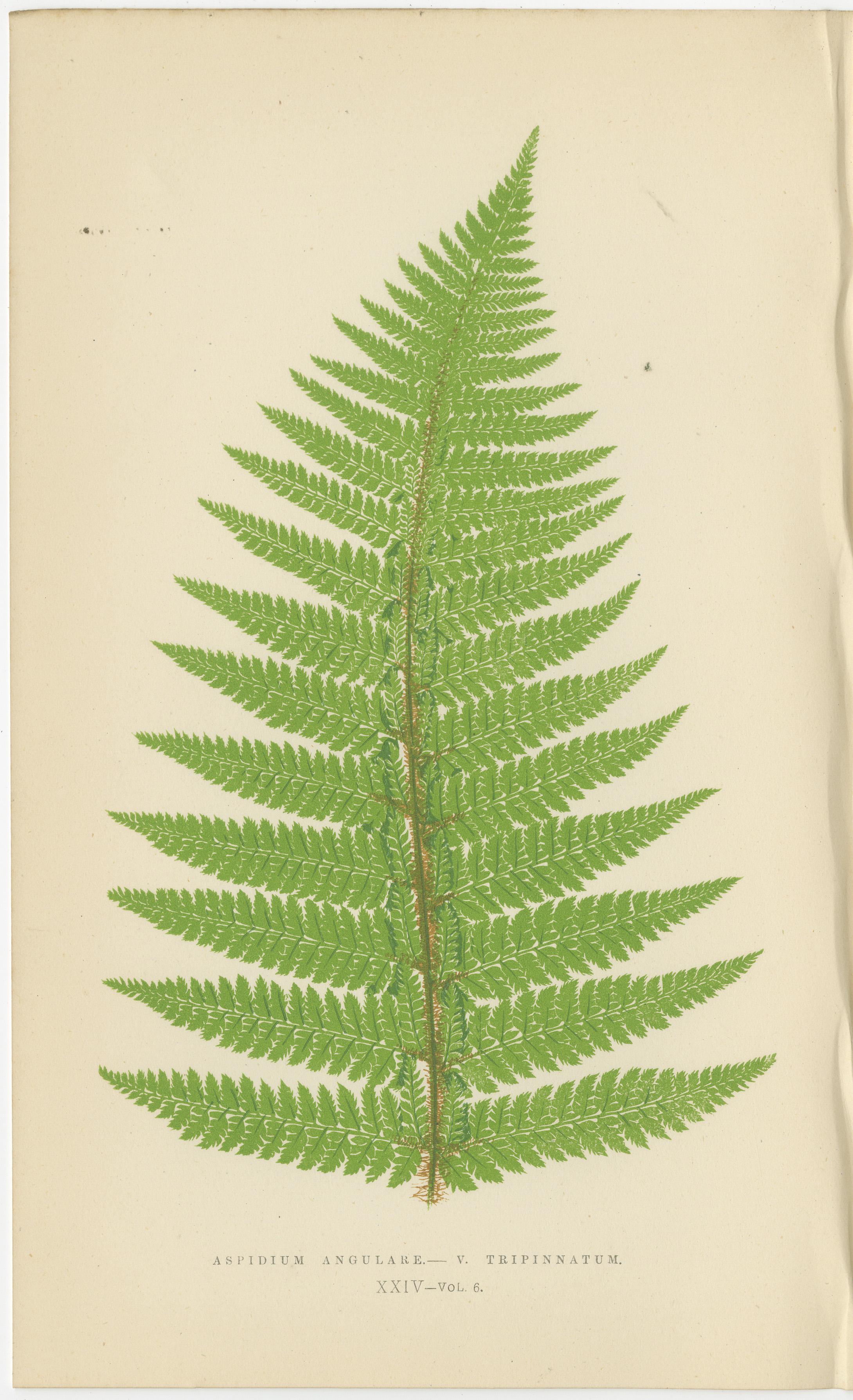 Mid-19th Century Set of 3 Vibrant Antique Fern Botanical Prints by E.J. Lowe, Hand-Colored, 1868 For Sale