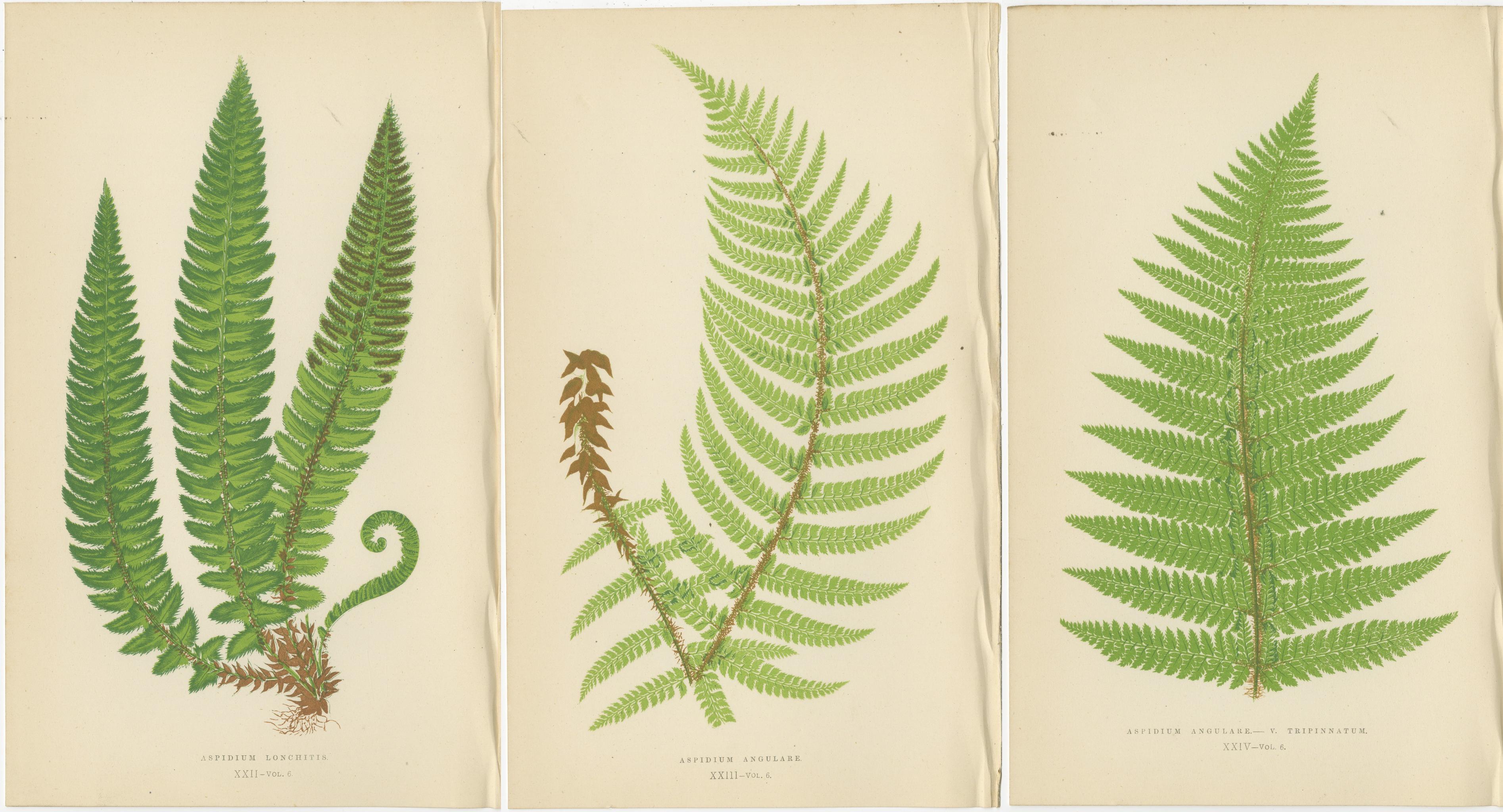 Paper Set of 3 Vibrant Antique Fern Botanical Prints by E.J. Lowe, Hand-Colored, 1868 For Sale