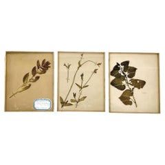 Set of 3 Vintage French Pressed Botanicals