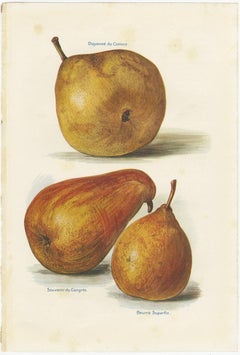 Set of 3 Vintage Fruit Prints of Pear Varieties, '1924'