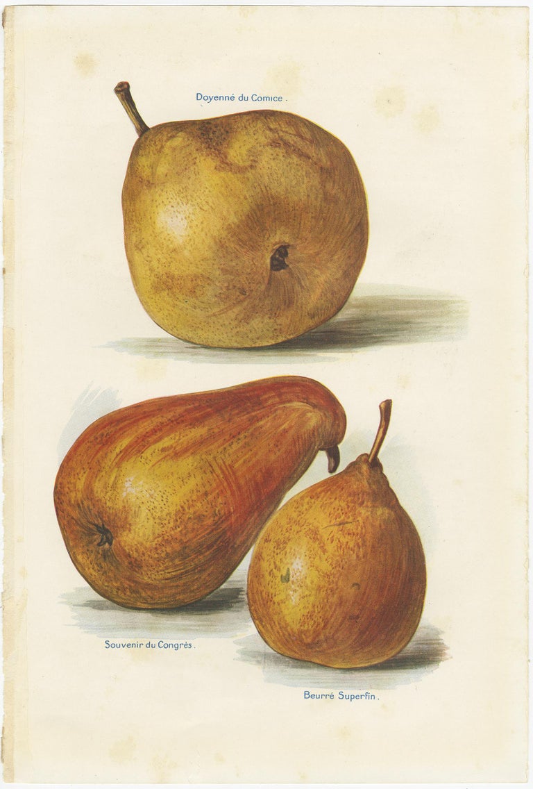 Set of three vintage lithographs of pear varieties. Includes the Fondante d'Automne, Louise Bonne of Jersey, Beurré d'Aremberg, Glou Morceau, Doyenne de Comice, Souvenir du Congrès, Beurré Superfin, Olivier de Serres, Easter Beurré and Nouvelle